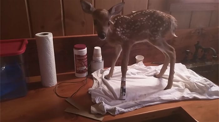 man-saves-injured-baby-deer-animal-friendship-3