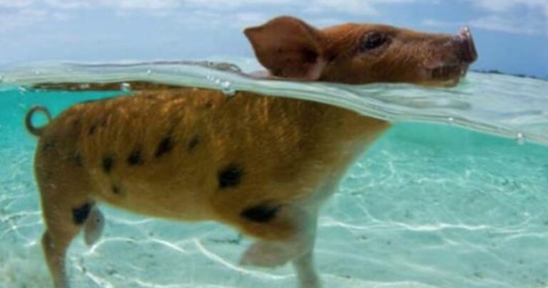 Και όμως, αυτά τα 8 πράγματα υπάρχουν όντως στον κόσμο!