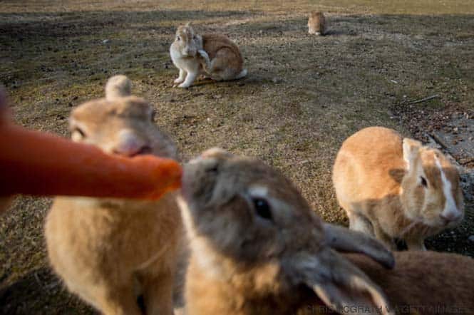 TAKEHARA, JAPAN - FEBRUARY 24: A tourist feeds rabbits on Okunoshima Island on February 24, 2014 in Takehara, Japan. Okunoshima is a small island located in the Inland Sea of Japan in Hiroshima Prefecture. The Island often called Usagi Jima or "Rabbit Island" is famous for it's rabbit population that has taken over the island and become a tourist attraction with many people coming to the feed the animals and enjoy the islands tourist facilities which include a resort, six hole golf course and camping grounds. During World War II the island was used as a poison gas facility. From 1929 to 1945, the Japanese Army produced five types of poison gas on Okunoshima Island. The island was so secret that local residents were told to keep away and it was removed from area maps. Today ruins of the old forts and chemical factories can be found all across the island.  (Photo by Chris McGrath/Getty Images)