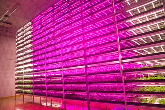 GE-Mirai-Lettuce-Farm-2