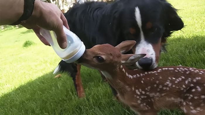 man-saves-injured-baby-deer-animal-friendship-4