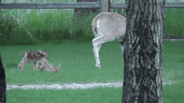 man-saves-injured-baby-deer-animal-friendship-2