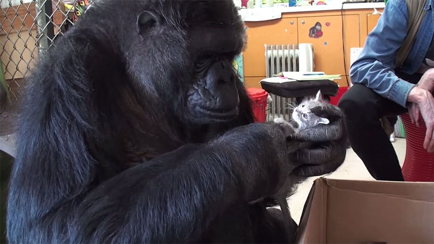 koko-gorilla-birthday-kittens-california-6