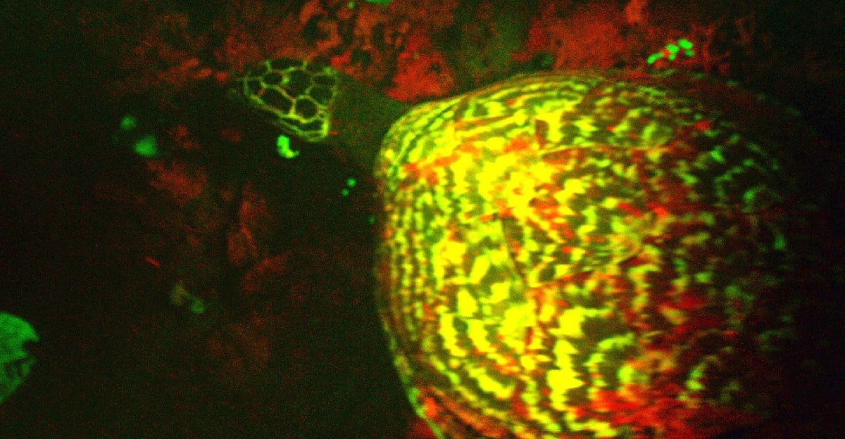 Bioflourescent-turtle
