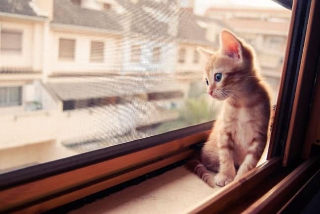 643455-650-1445499133cat-waiting-window-6