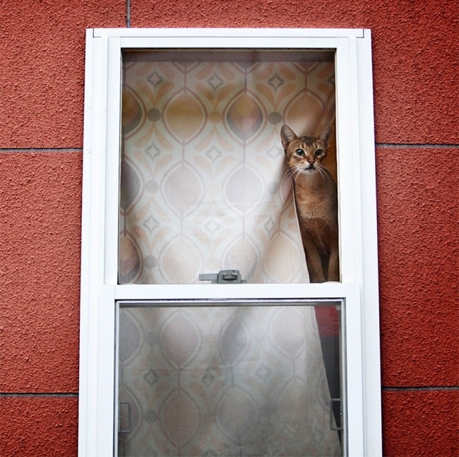 643305-650-1445499133cat-waiting-window-5