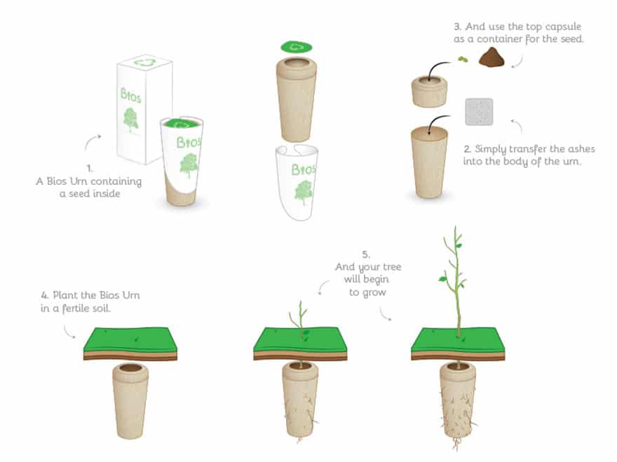 bios-urn-tree-after-life-biodegradable-3