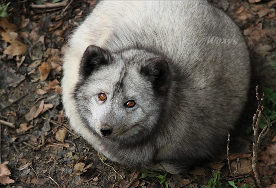 405155-R3L8T8D-900-arctic-fox-323161