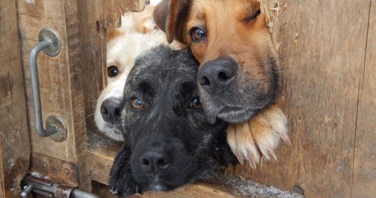 19 αστεία και καχύποπτα σκυλιά που θέλουν να σας πουν “γεια”!