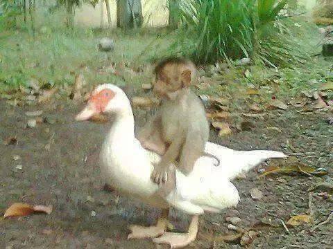 extraordinary-friendship-between-monkey-and-duck-3