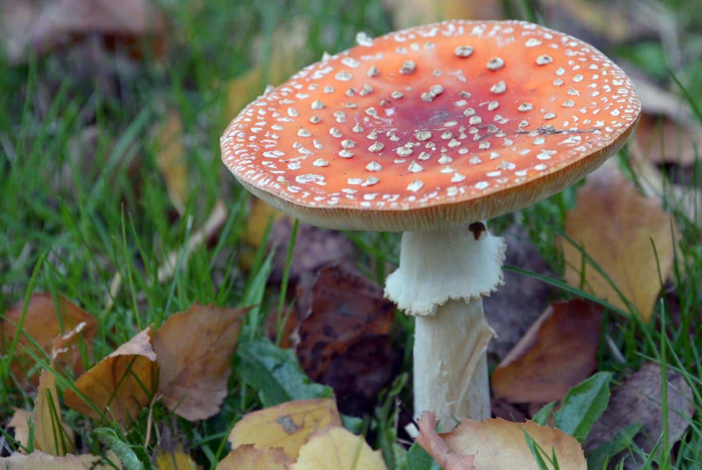 flyagaric