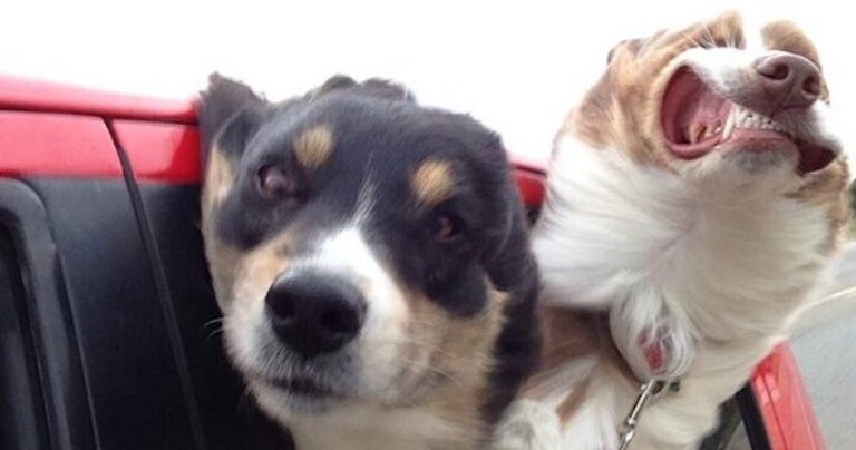 18 φωτογραφίες που σίγουρα θα σας φτιάξουν την διάθεση!