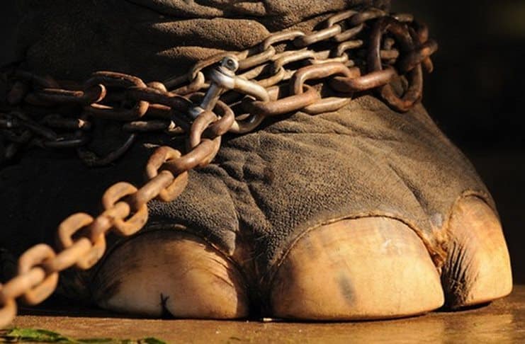 Η Ολλανδία επίσημα απαγόρευσε τη χρησιμοποίηση άγριων ζώων στο τσίρκο