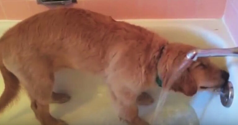 Αυτό το Golden Retriever κουτάβι κάνει μπάνιο… μόνο του!