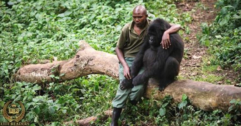Φύλακας του πάρκου παρηγορεί γορίλα που έχασε την μητέρα του.
