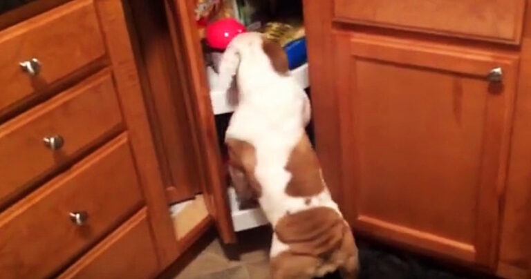 Πονηρό μπουλντόγκ πιάνεται επ’αυτοφόρω να ψάχνει για σνακ. Δείτε την ξεκαρδιστική αντίδρασή του.