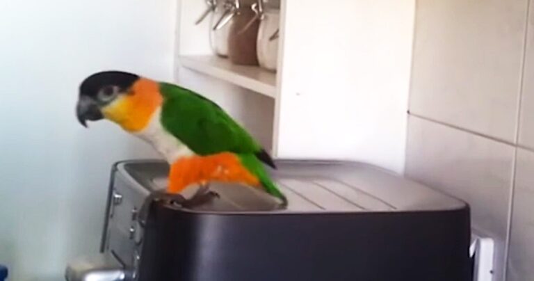 Ήθελε να μάθει στον παπαγάλο του να μιλάει. Το αποτέλεσμα τον άφησε άφωνο!