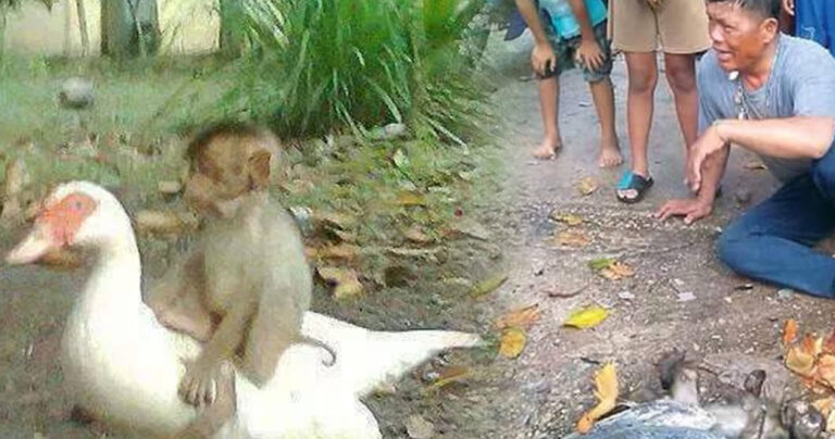 Η πάπια που πέθανε προσπαθώντας να σώσει την ζωή του καλύτερου φίλου της