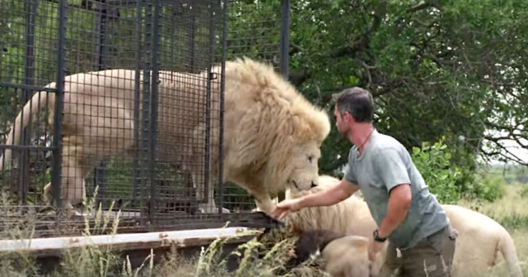 Οδοντίατροι σώζουν πανέμορφο λιοντάρι και το αφήνουν στο φυσικό του περιβάλλον.