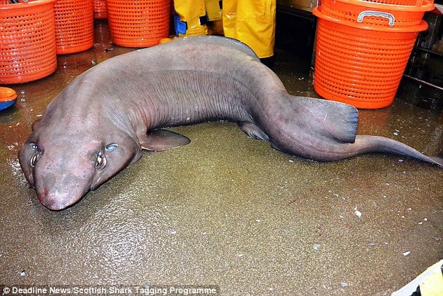 ugly-shark-caught-in-scotland-1