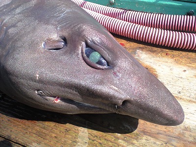 ugly-shark-caught-in-scotland-5
