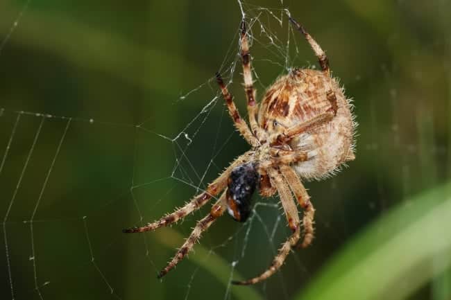 6377510-R3L8T8D-650-Garden_orbweaver_with_prey