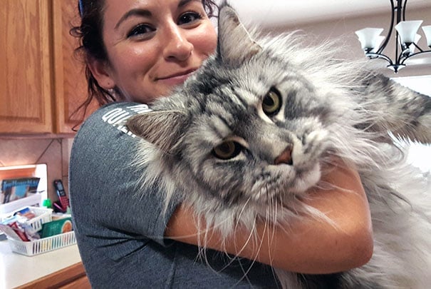maine-coon-cats-11__605
