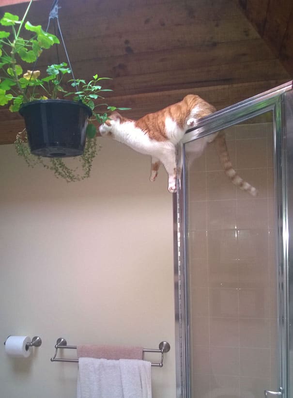 funny-cat-fails-50__605