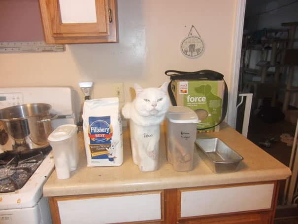 funny-cat-fails-30__605