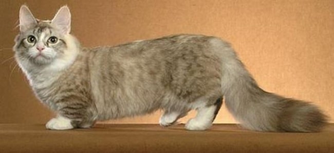 6378460-R3L8T8D-650-munchkin-cat-like-having-a-ferret-but-with-feline-flavour