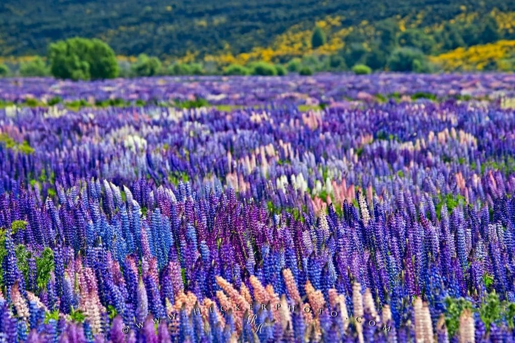 russell-lupins_15946