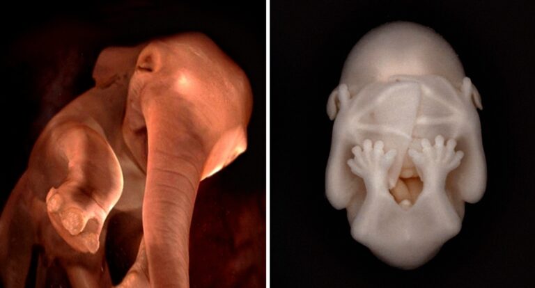 15 απίστευτες φωτογραφίες από ζώα στην κοιλιά της μητέρας τους