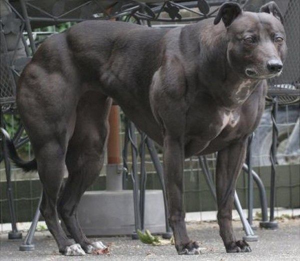 muscle-dog