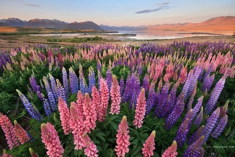 lupins-lake-tekapo-6[6]