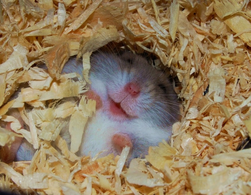 3637010-850-144701374103-laughing_hamster1