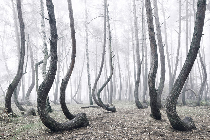 crooked-forest-krzywy-las-kilian-schonberger-poland-3