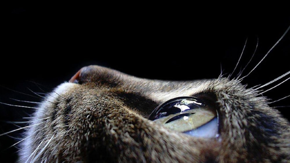 12155-1000-1446530936animals-pictures-cat-eyes-macro-photography