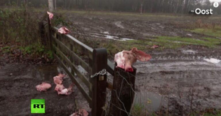 Οι Ολλανδοί υποδέχονται τους πρόσφυγες με… κομμένα κεφάλια γουρουνιών.