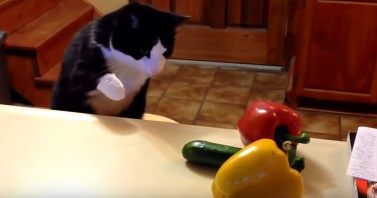 Γιατί οι γάτες φοβούνται τόσο πολύ τα αγγούρια;