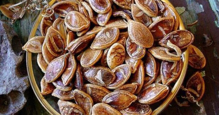 Φύτεψαν αρχαίους σπόρους 800 ετών. Αυτό που εμφανίστηκε; Δεν το πίστευαν!