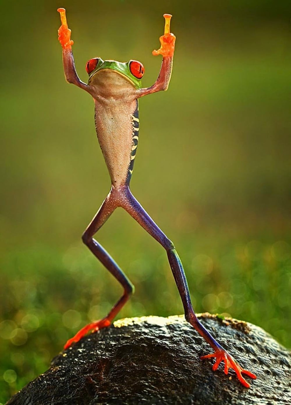 11405-1000-14465309360ashikhei-goh-of-indonesia-frog-flipping-the-double-bird-not-photoshopped-771676