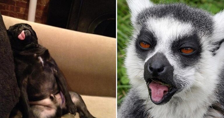 20 ζώα που ξενύχτησαν πολύ χθες το βράδυ!