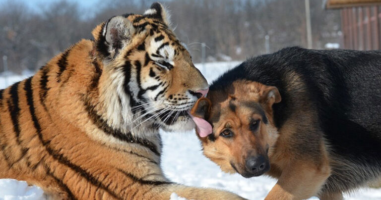 Μια τίγρη συνάντησε έναν Γερμανικό ποιμενικό και τότε κάτι υπέροχο συμβαίνει…