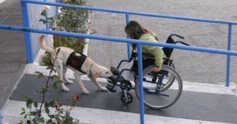 20 εικόνες που αποδεικνύουν ότι τα σκυλιά έχουν “χρυσές” καρδιές