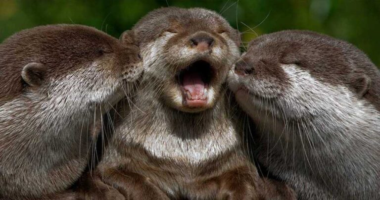 Βίδρες – τα ζώα που πραγματικά θα σας μάθουν τι σημαίνει τρυφερότητα