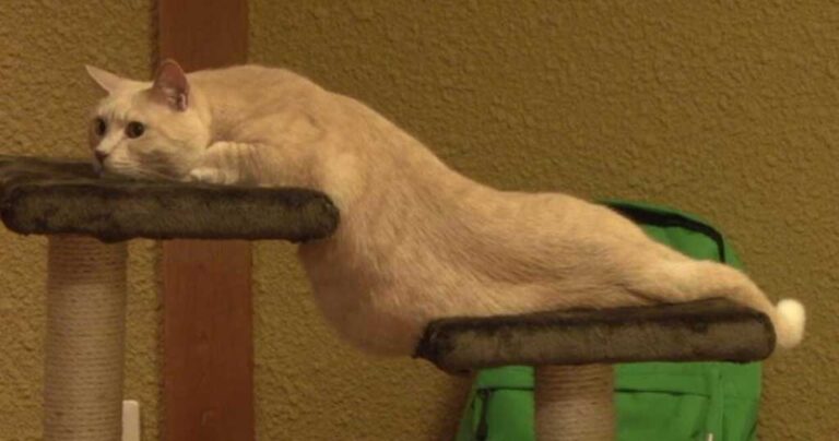 15 φωτογραφίες που αποδεικνύουν οτι οι γάτες μπορούν να χωρέσουν παντού