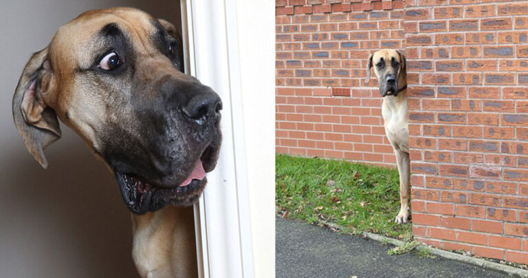 Ο γίγαντας των 80 κιλών έχει ύψος 1,80 και φοβάται τα πάντα