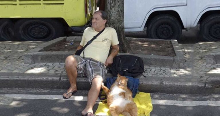 20 γατάκια που έμαθαν την τέχνη της απόλυτης χαλάρωσης