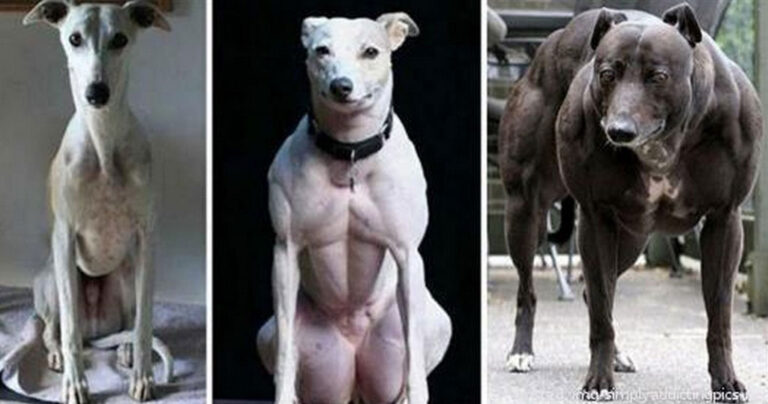 Κινέζοι επιστήμονες δημιουργούν μεταλλαγμένα σκυλιά «μποντιμπιλντεράδες».