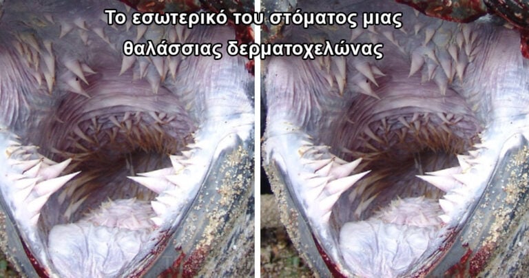 15 φωτογραφίες που αποδεικνύουν ότι η φύση μπορεί να γίνει πολύ τρομακτική